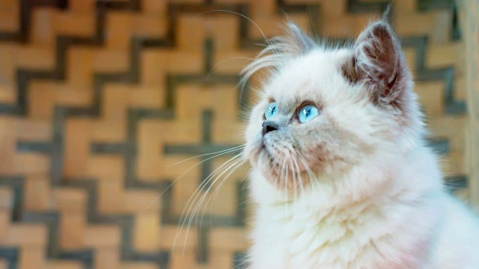 قط الهيمالايا كل ما تريد معرفته عن قطط الهيمالايا الساحرة