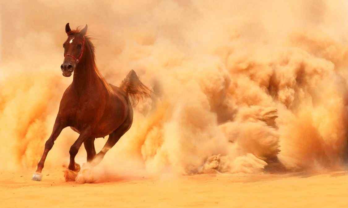 الخيل العربي الاصيل رحلة لإكتشاف الخيول العربية الاصيلة